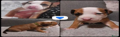 Mixed Breed 1
