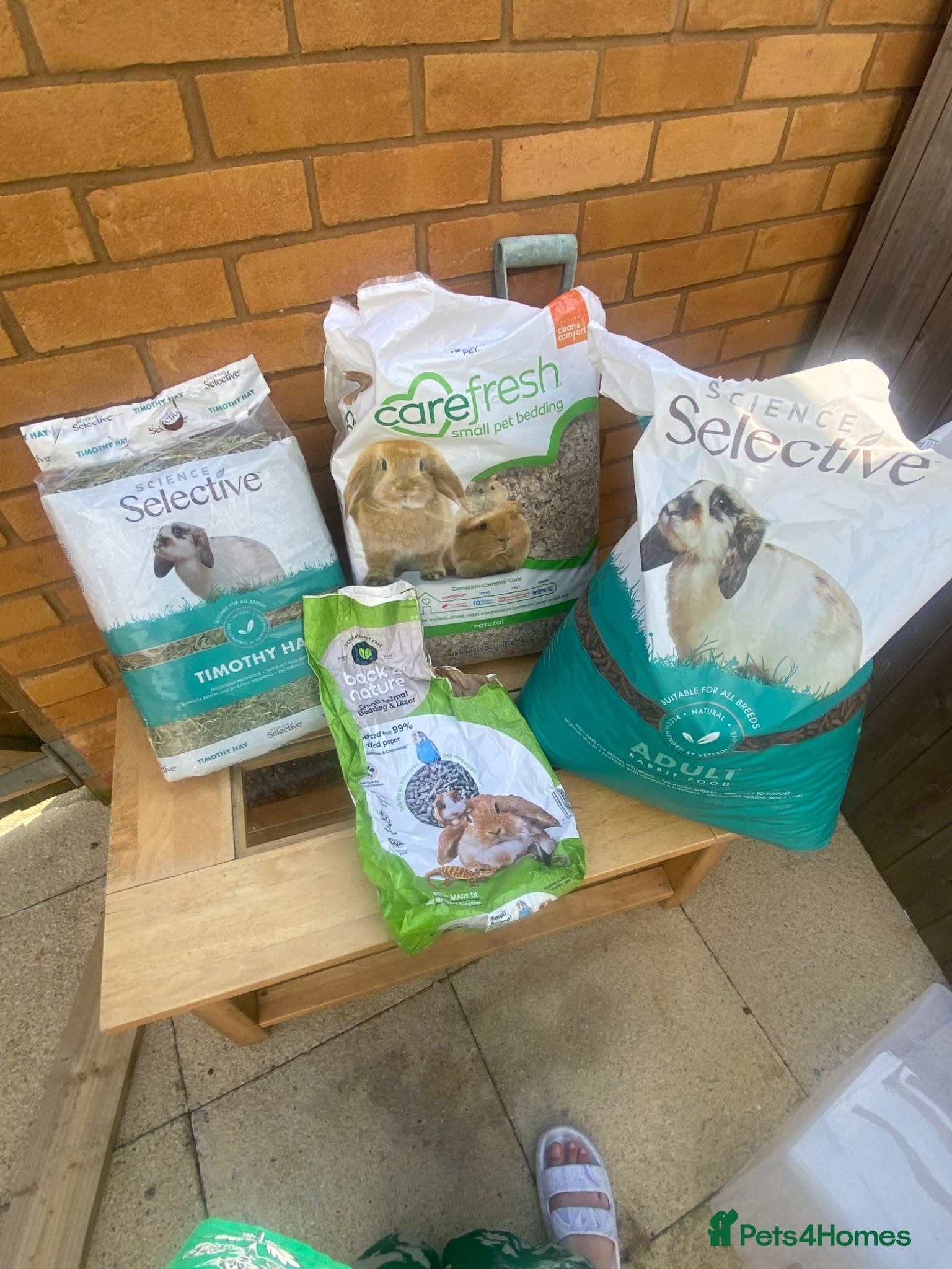 Netherland Dwarf rabbits Two beautiful Netherland dwarfs female  - Advert 2