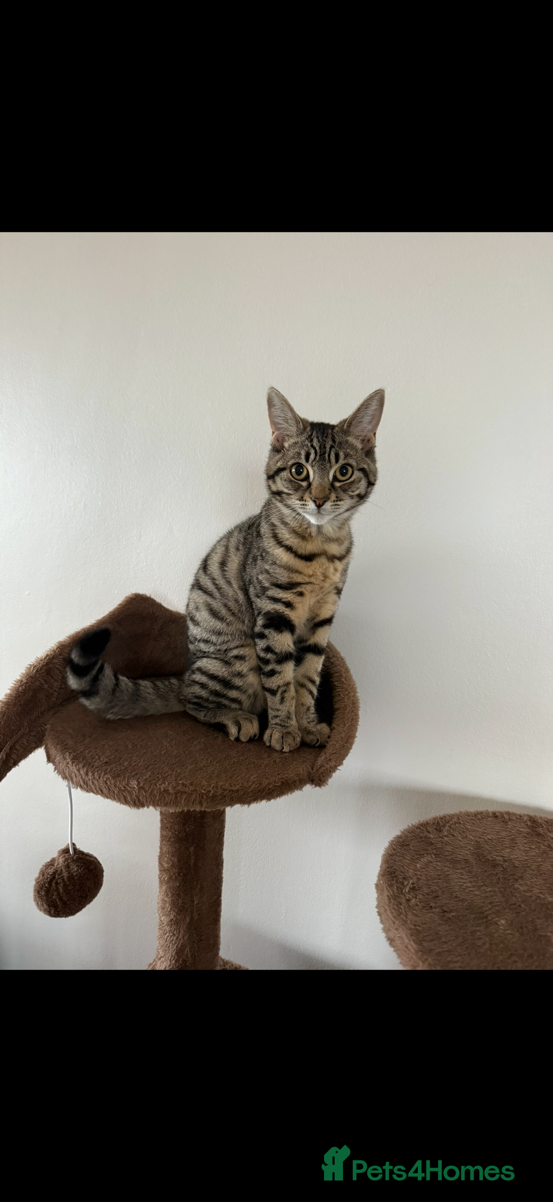 Toyger cats for sale: 🐾 Adorable & Friendly Male Kitten for Sale  - Advert 1