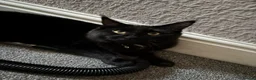 Maine Coon cats for sale: Maine Coon for Halloween! - Advert 1