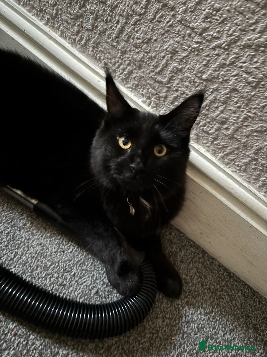 Maine Coon cats for sale: Maine Coon for Halloween! - Advert 1