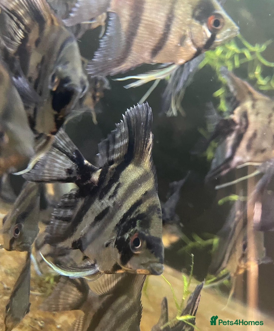 Other/Mixed Breed fish for sale: Plec’s, Angel Fish and Shrimp for sale  - Advert 7