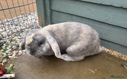 Mini Lop rabbits for sale: Male harlequin mini lop - Image 3