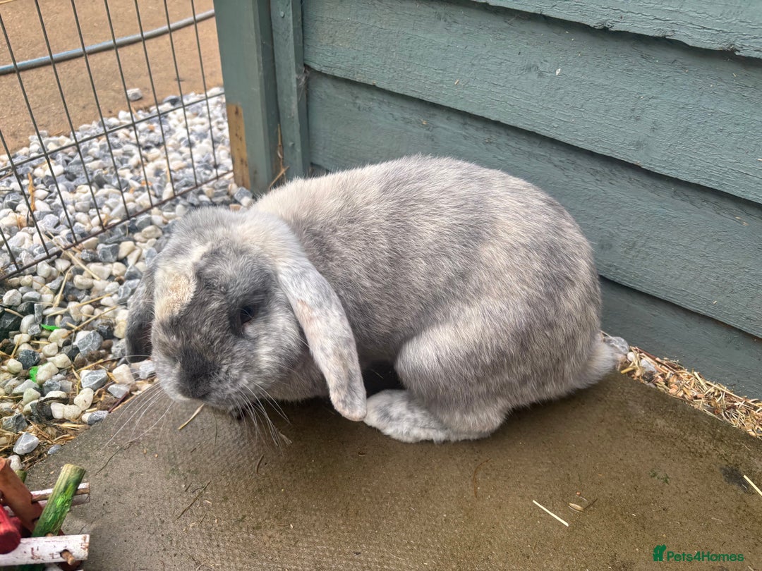 Mini Lop rabbits for sale: Male harlequin mini lop - Image 3