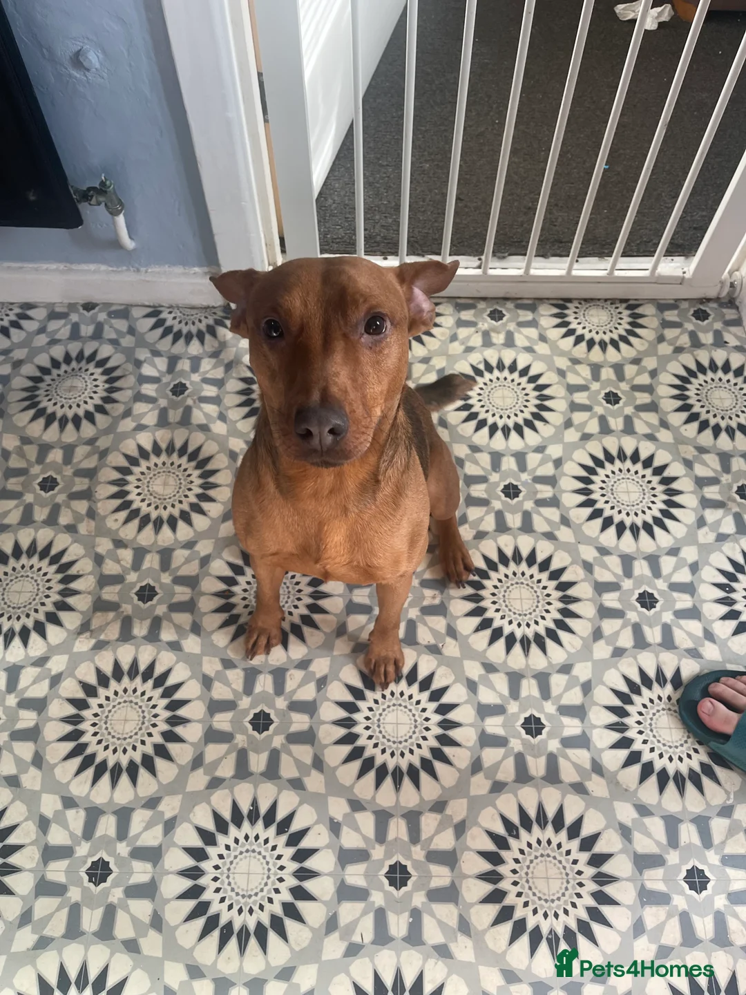Patterdale Terrier dogs for sale: Winston - 2 year old.  - Advert 1