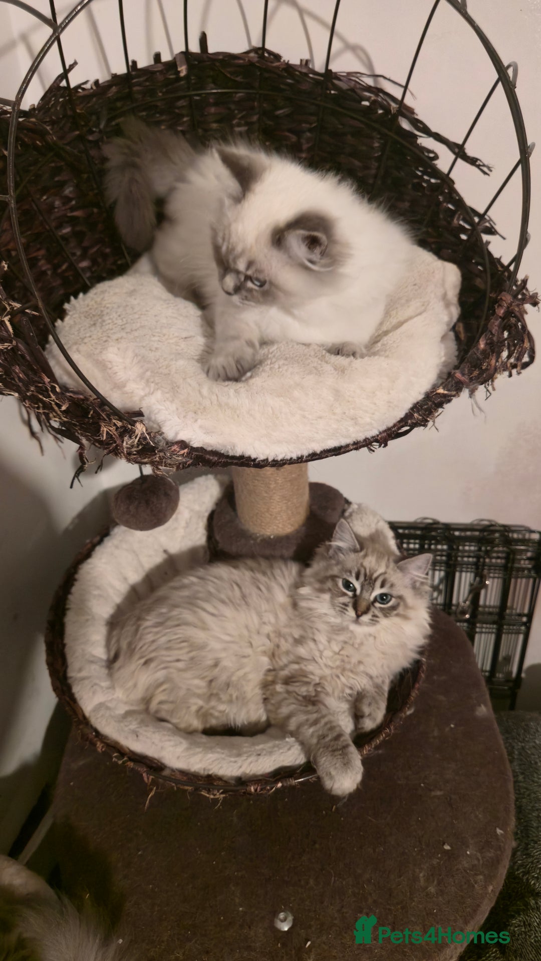 Ragdoll cats for sale: Adorable Ragdoll cross Scottish Straight - Advert 13
