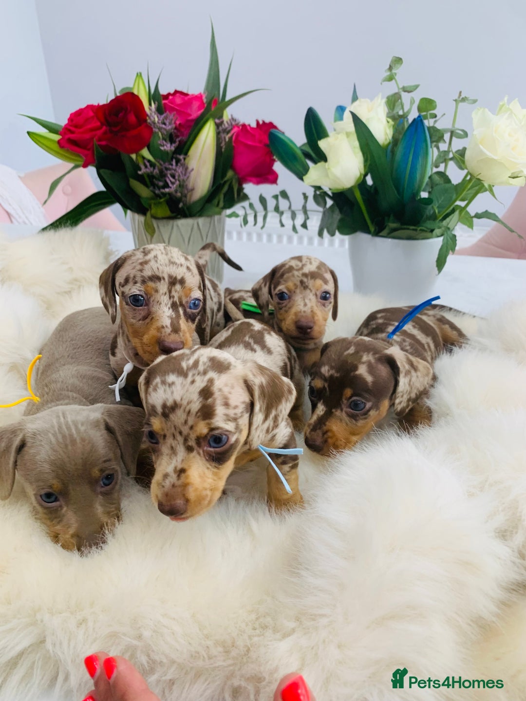 Miniature Dachshund dogs for sale: Miniature Dachshund KC Registered  - Image 2