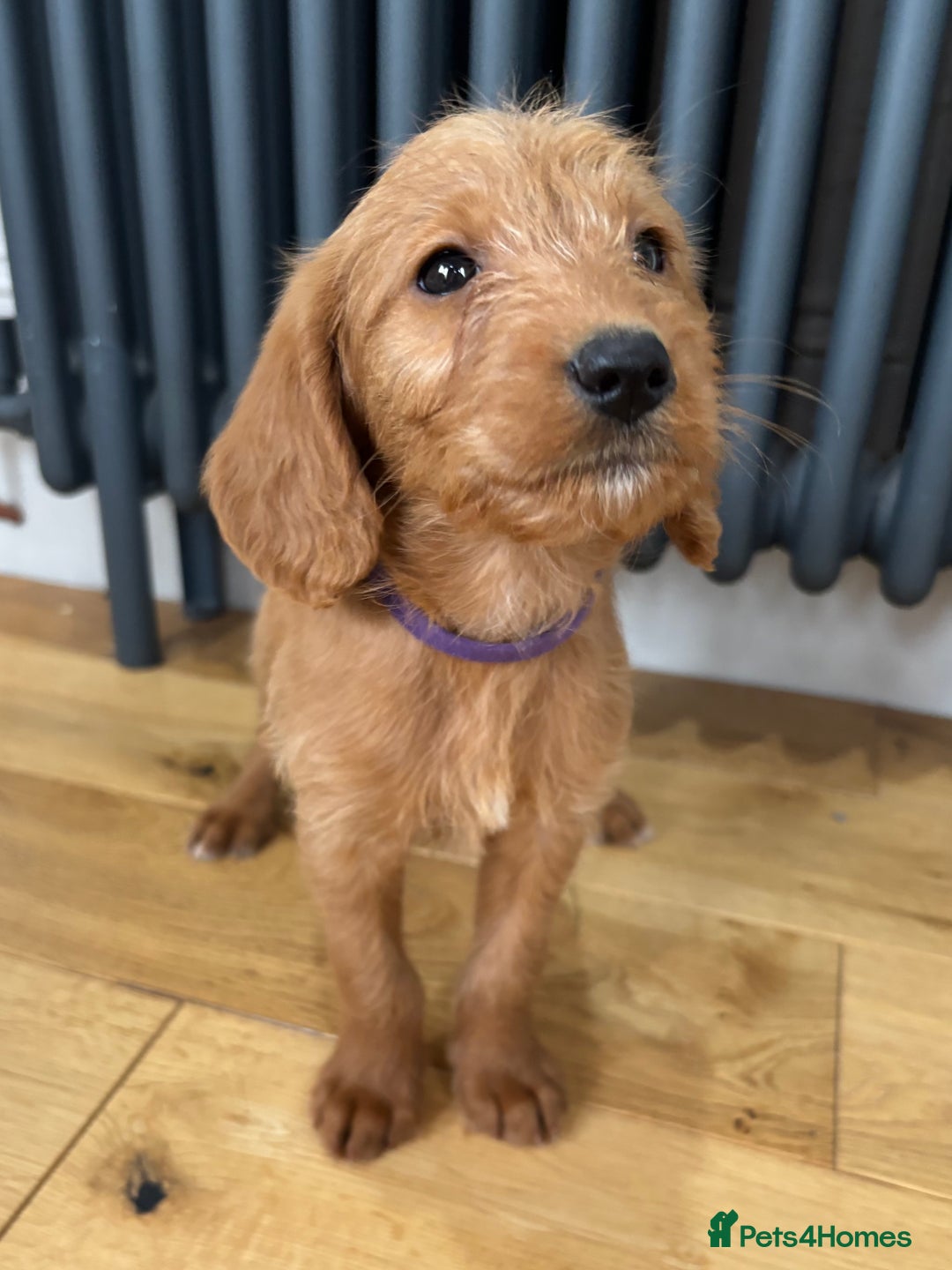 Labradoodle dogs for sale: ⭐️ Stunning F1b Labradoodle Puppies KC Parents ⭐️ - Image 10