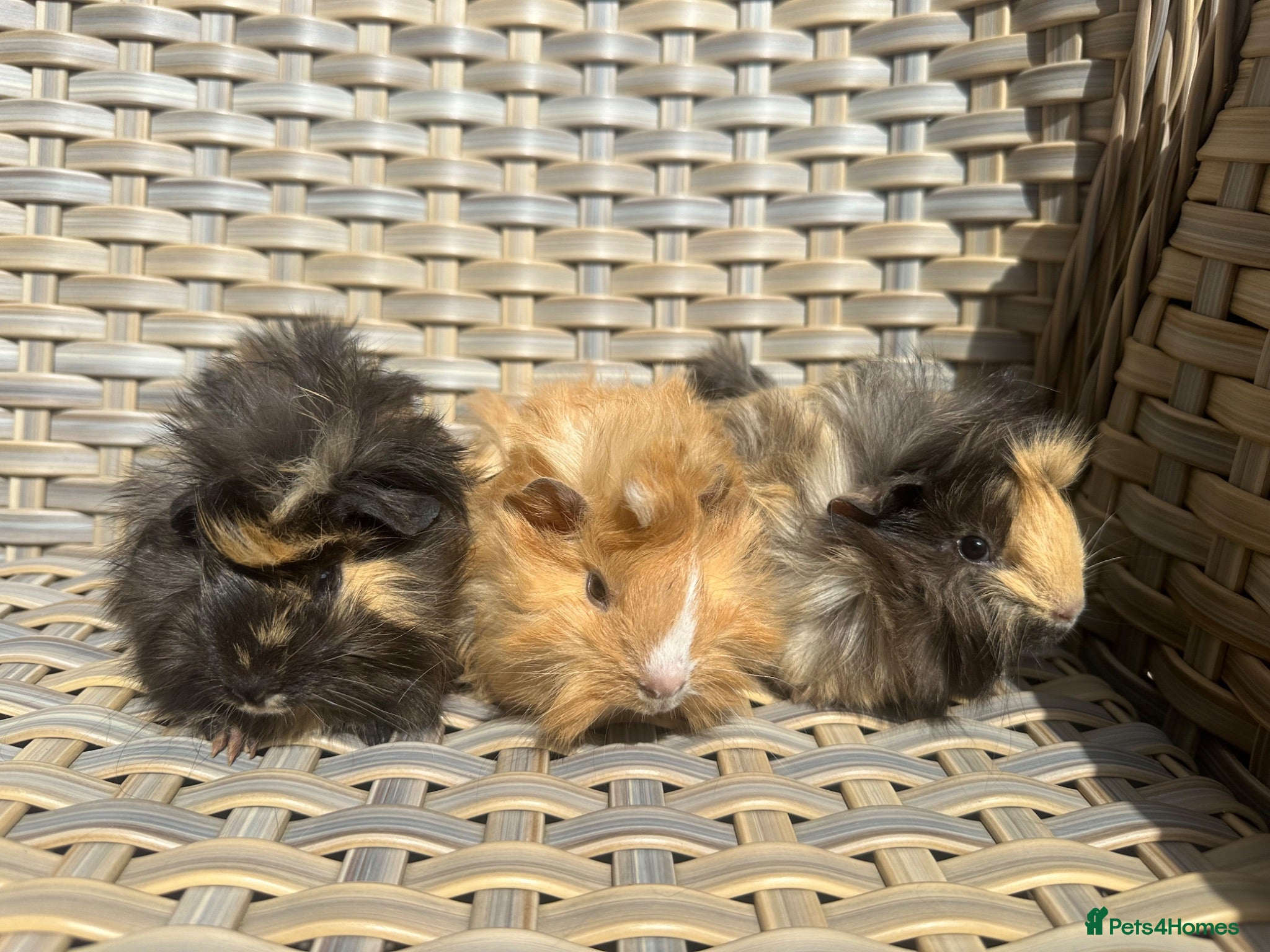 Guinea Pig rodents 3 Handsome long haired male guinea pigs. - Advert 4