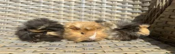 Guinea Pig rodents for sale: 3 Handsome long haired male guinea pigs. - Advert 1