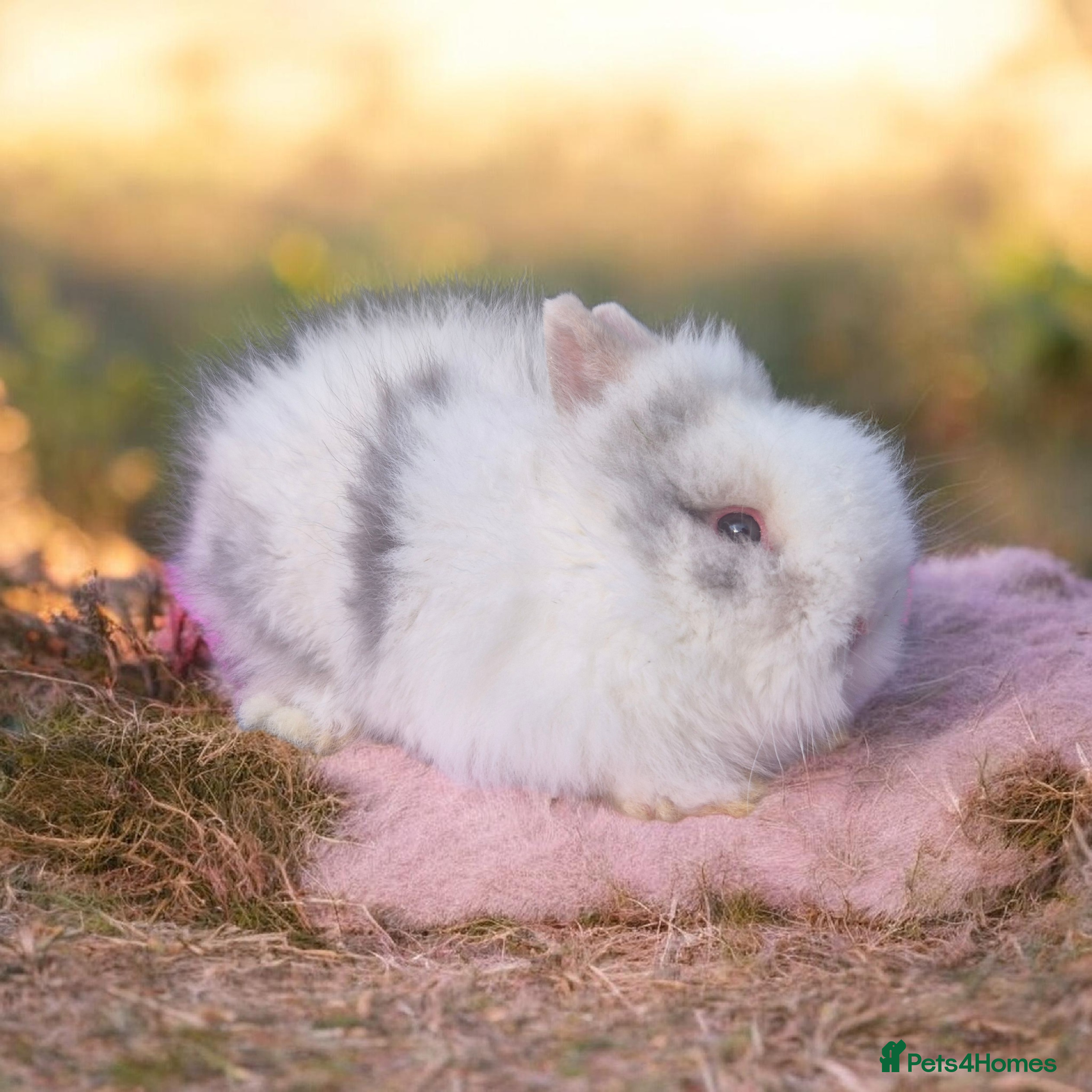 Angora rabbits 💓OUTSTANDING TEDDYDWERG, IMPORTED PARENTS💙  - Advert 13