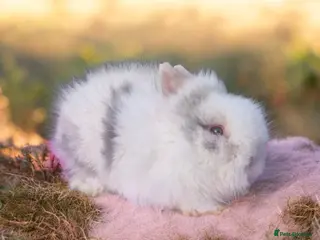 Angora rabbits 💓OUTSTANDING TEDDYDWERG, IMPORTED PARENTS💙 - Advert 3