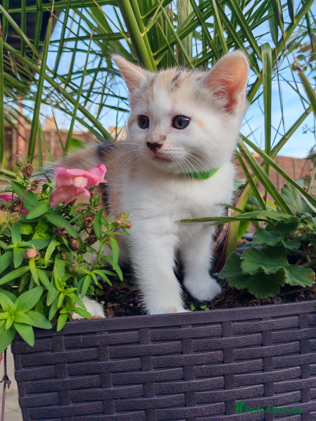 Mixed Breed cats for sale: Cute Bengal mix Kittens looking for loving homes🐱 - Image 31