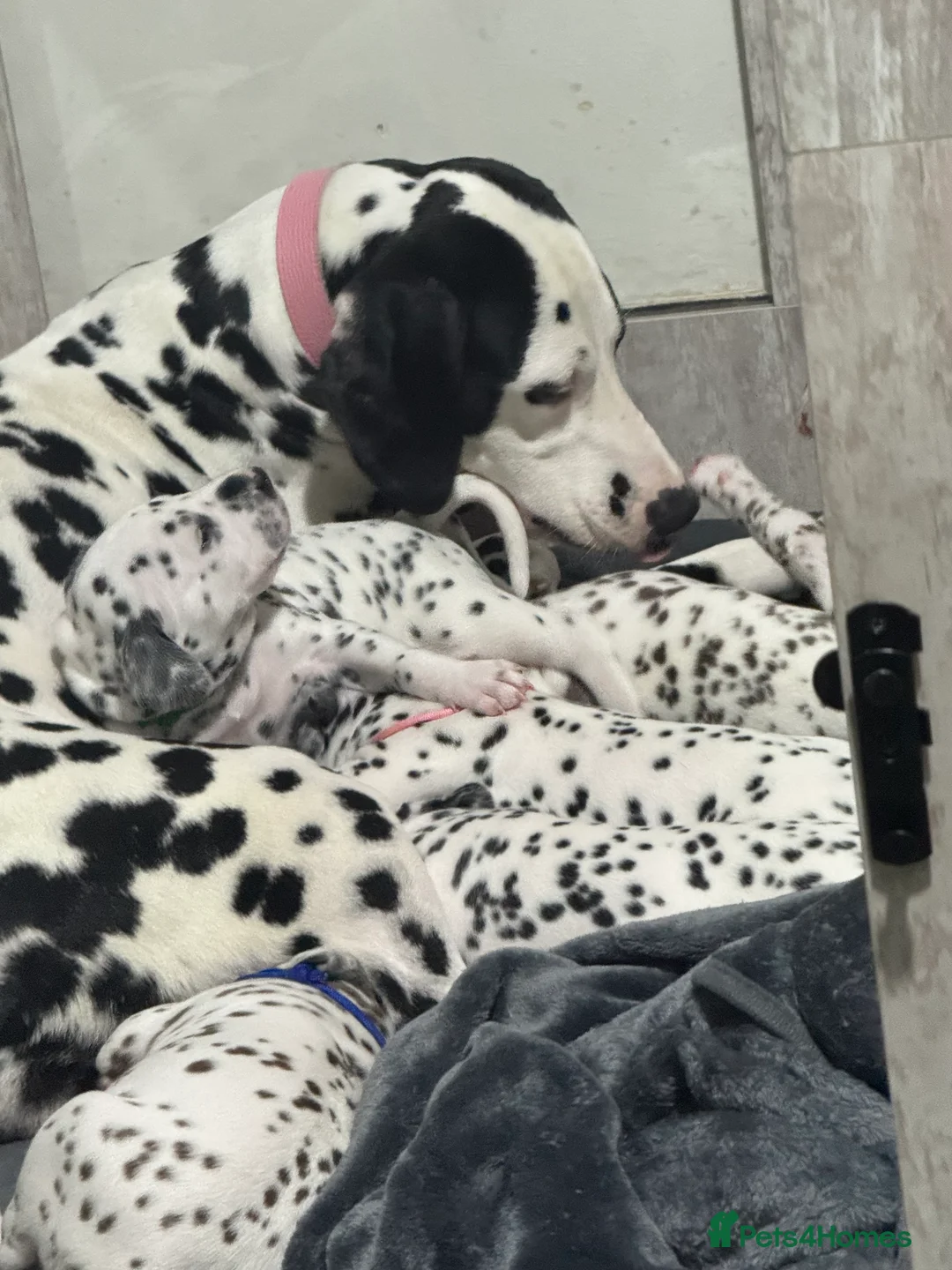Dalmatian dogs for sale: 1 Boy Left!!! (KC Registered dalmatian pups)!!) - Advert 10