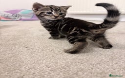 Domestic Shorthair cats for sale: 2x Tabby Cats (1x Male and 1x Female) - Image 11