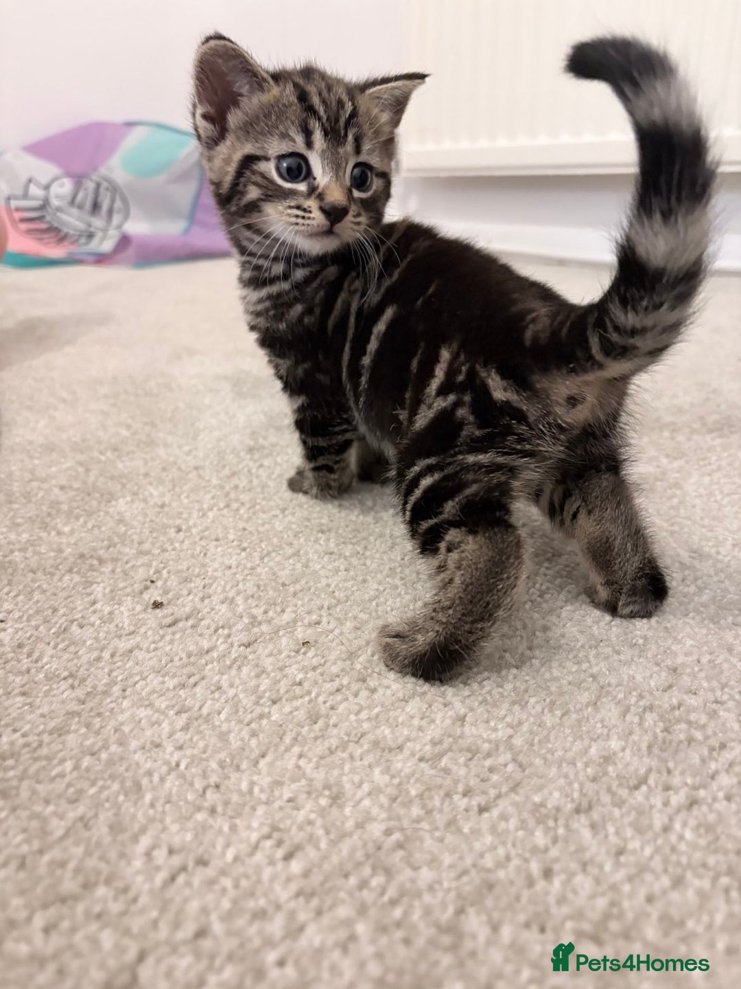 Domestic Shorthair cats for sale: 2x Tabby Cats (1x Male and 1x Female) - Image 11