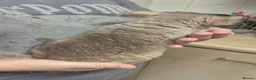 Chinchilla rodents for sale: Male chinchillas for sale - Advert 3
