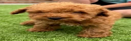 Cockapoo dogs for stud: Shaggy male for stud - Advert 4