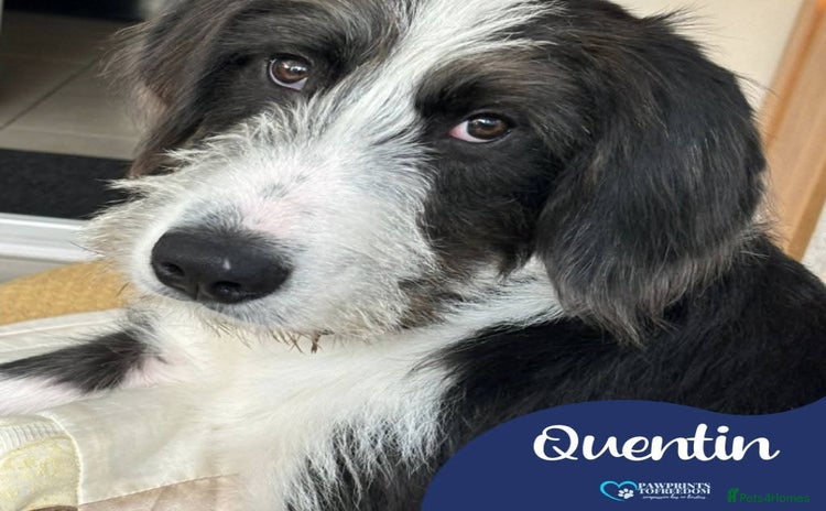 Mixed Breed dogs - Advert 2