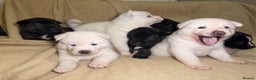 Akita dogs for sale: 7 beautiful American Akita Puppies - Advert 1