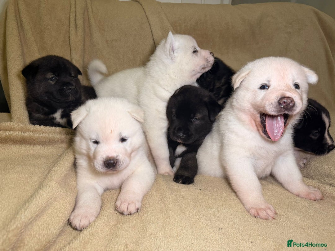 Akita dogs for sale: 7 beautiful American Akita Puppies - Advert 1