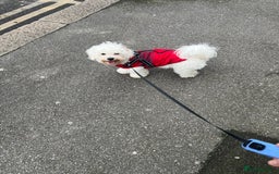 Bichon Frise dogs for stud: Bichon - Image 3