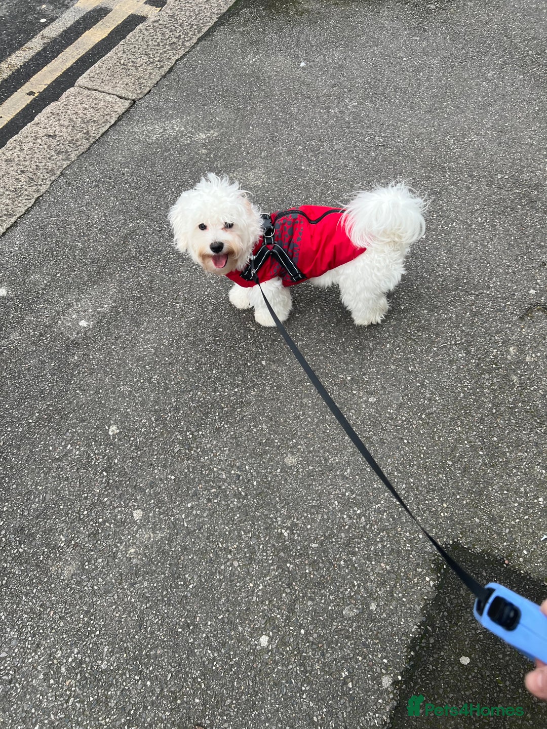 Bichon Frise dogs for stud: Bichon - Image 3