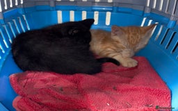 Mixed Breed cats for sale: 4 farm kittens for sale  - Image 7