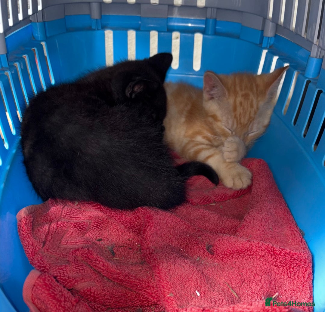 Mixed Breed cats for sale: 4 farm kittens for sale  - Image 7