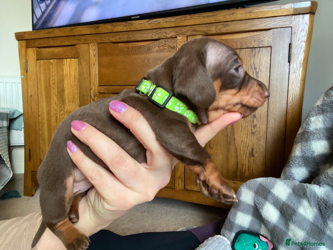 Miniature Dachshund dogs for sale: True Miniature Dachshunds KC Reg - Advert 10