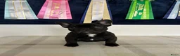 French Bulldog dogs for sale: 🏆Frenchbulldog pups🏆 - Advert 6