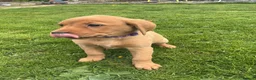 Labrador Retriever dogs for sale: For Red Labrador pups. KC REG/COUNCIL LICENSED  - Advert 3