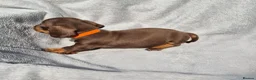 Miniature Dachshund dogs for sale: Gorgeous KC Reg, PRA Clear miniature dachshunds - Advert 16