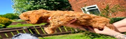 Mixed Breed dogs for sale: Corgipoo x Cockerpoo F2b - Advert 31