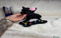 Yorkshire Terrier dogs for sale: Yorkshire terrier Tea cup puppies 480g at 8 weeks - Image 8