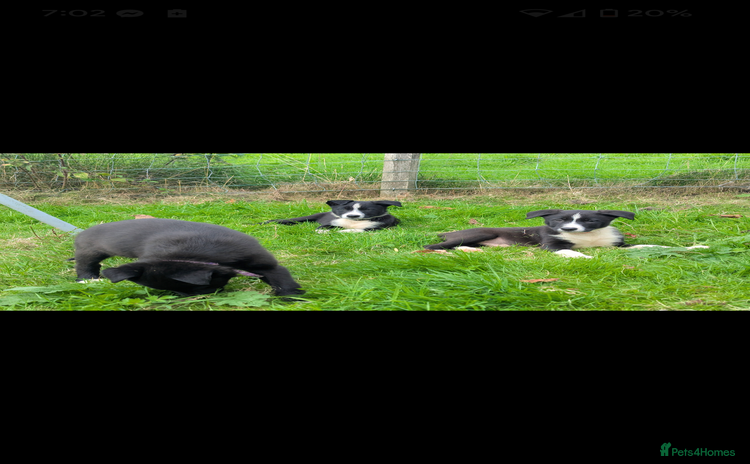 Border Collie dogs - Advert 2