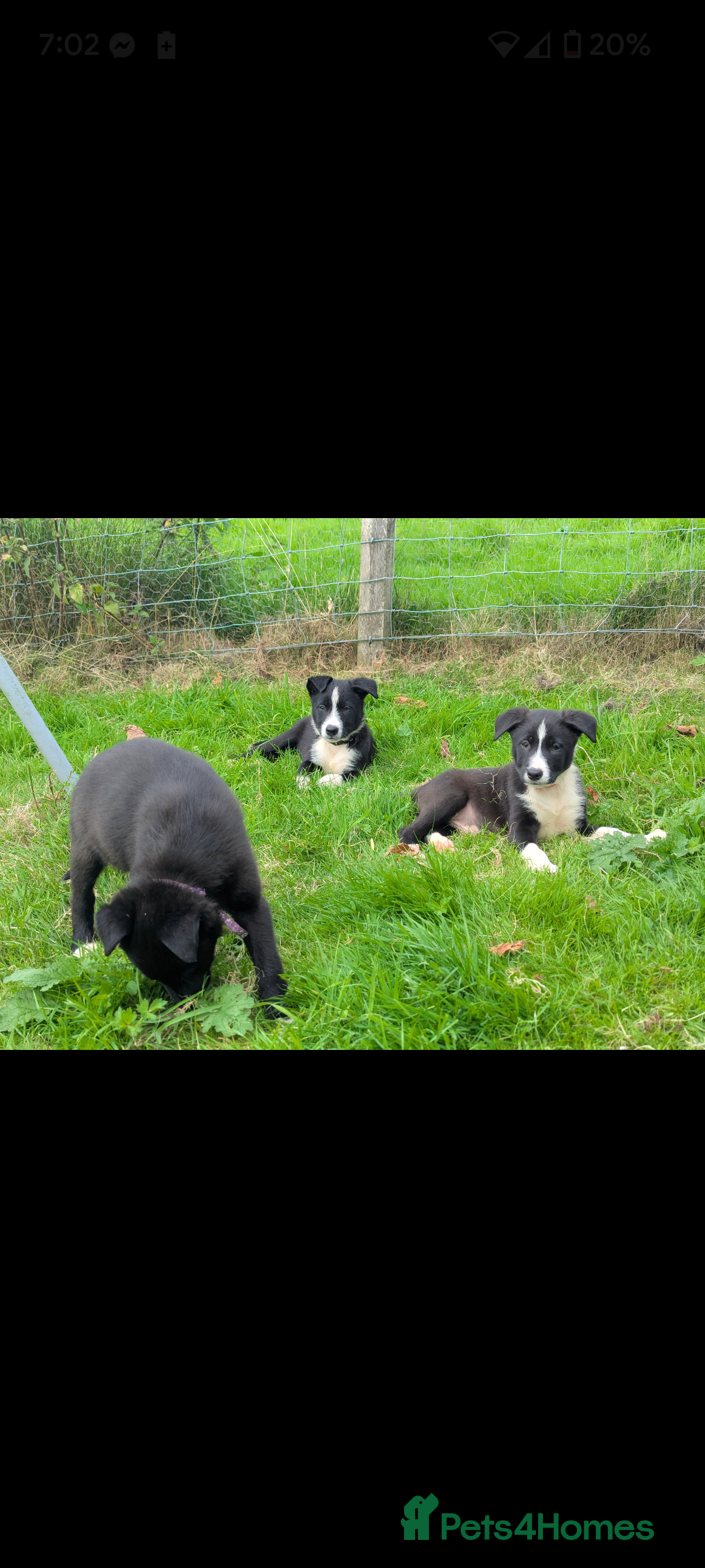 Border Collie dogs for sale: Border Collie puppies  - Image 1