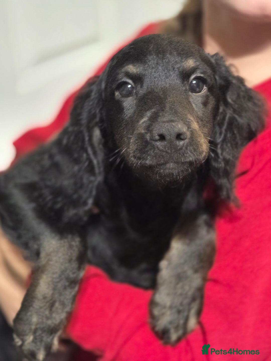Cockapoo dogs for sale: Cockapoo Puppies Looking for Their Forever homes - Advert 4
