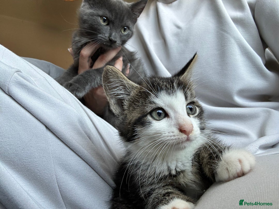 Mixed Breed cats for sale: Beautiful kittens  - Image 6
