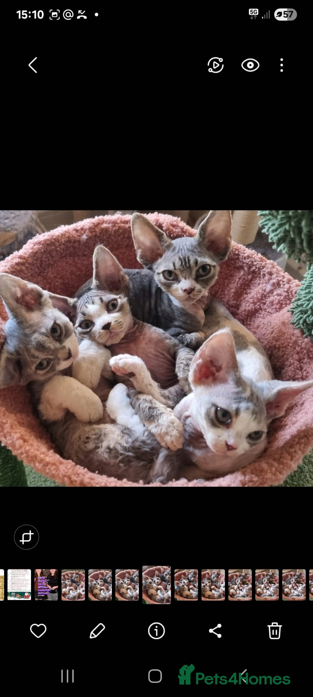Devon Rex cats for sale: Three lovely brothers and sister - Advert 2