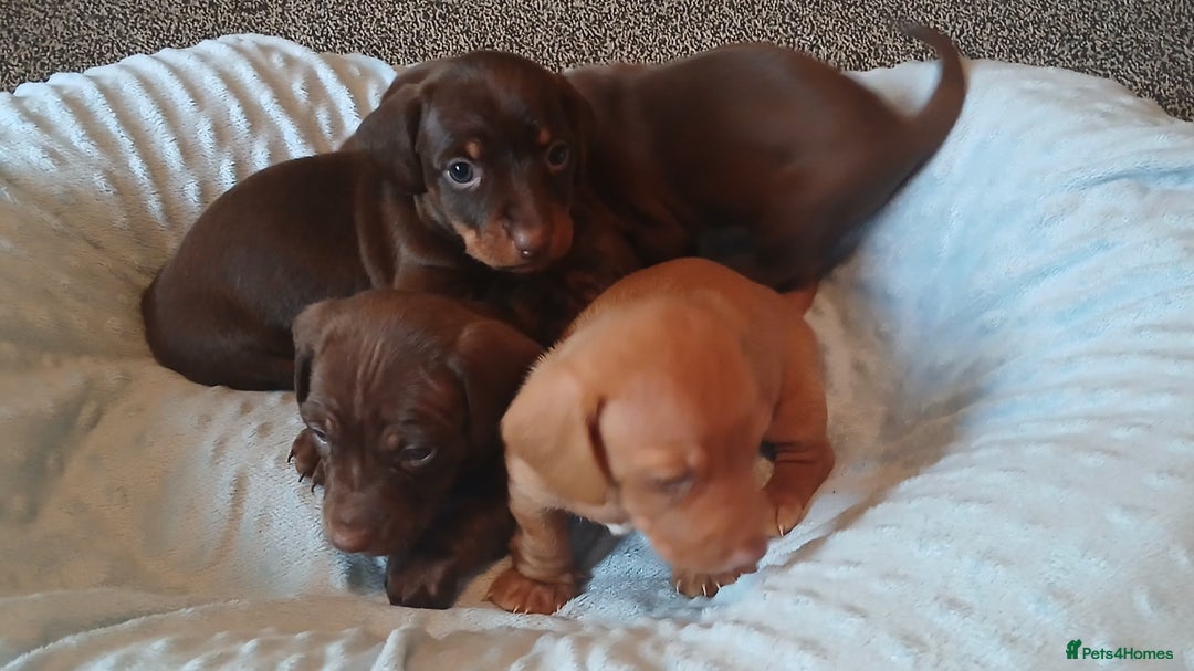 Miniature Dachshund dogs for sale: ✨️ 1 Girl left... Miniature Dachshund Puppies 🐶  - Image 4