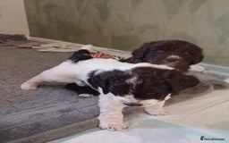 Standard Poodle dogs for stud: Proven Standard Poodle For Stud in Belper - Image 11
