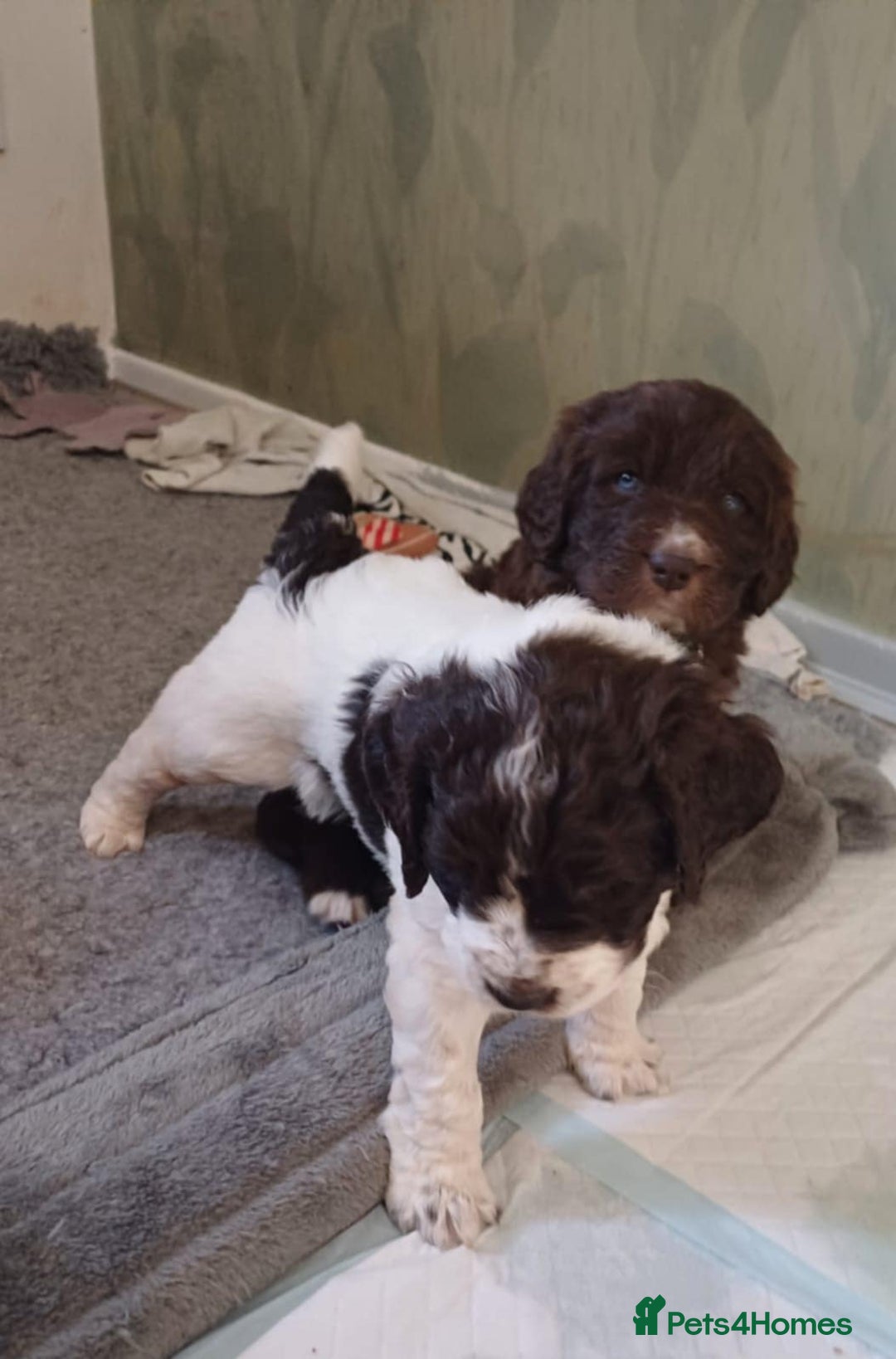 Standard Poodle dogs for stud: Proven Standard Poodle For Stud in Belper - Image 11