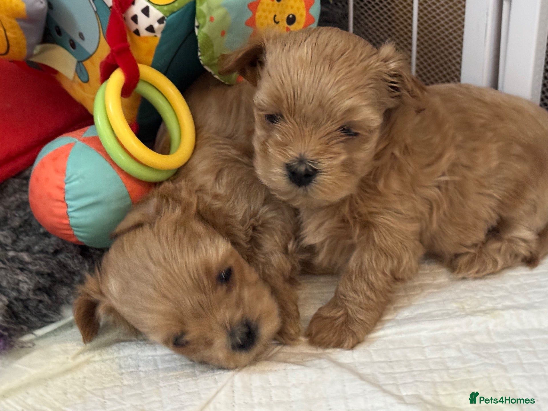 Maltipoo dogs Micro tiny F1 Maltipoo puppies 🩷 3 Girls.  - Advert 14