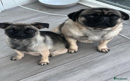 Pug dogs for sale: Beautiful Pug puppies - Image 11