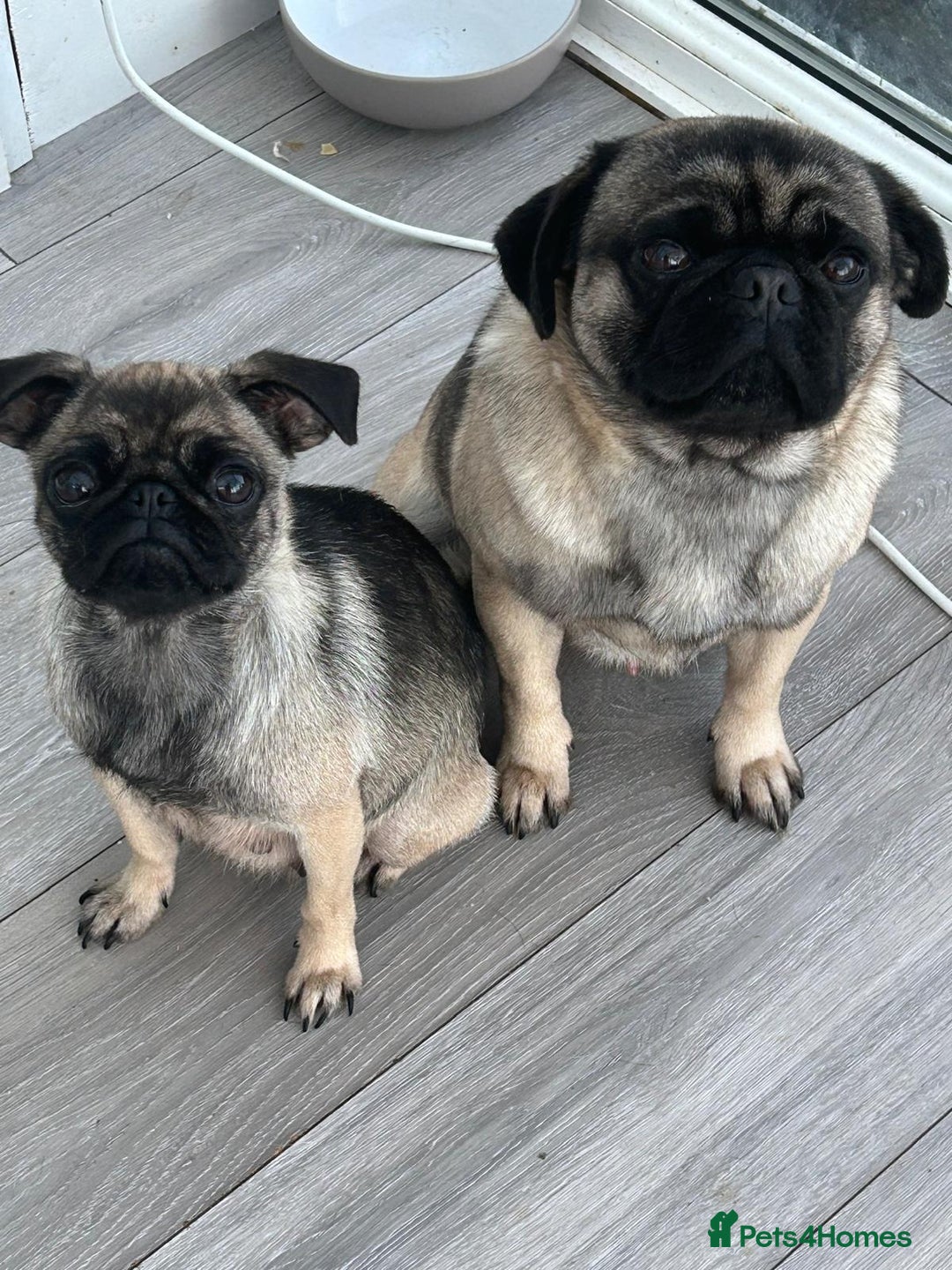 Pug dogs for sale: Beautiful Pug puppies - Image 11