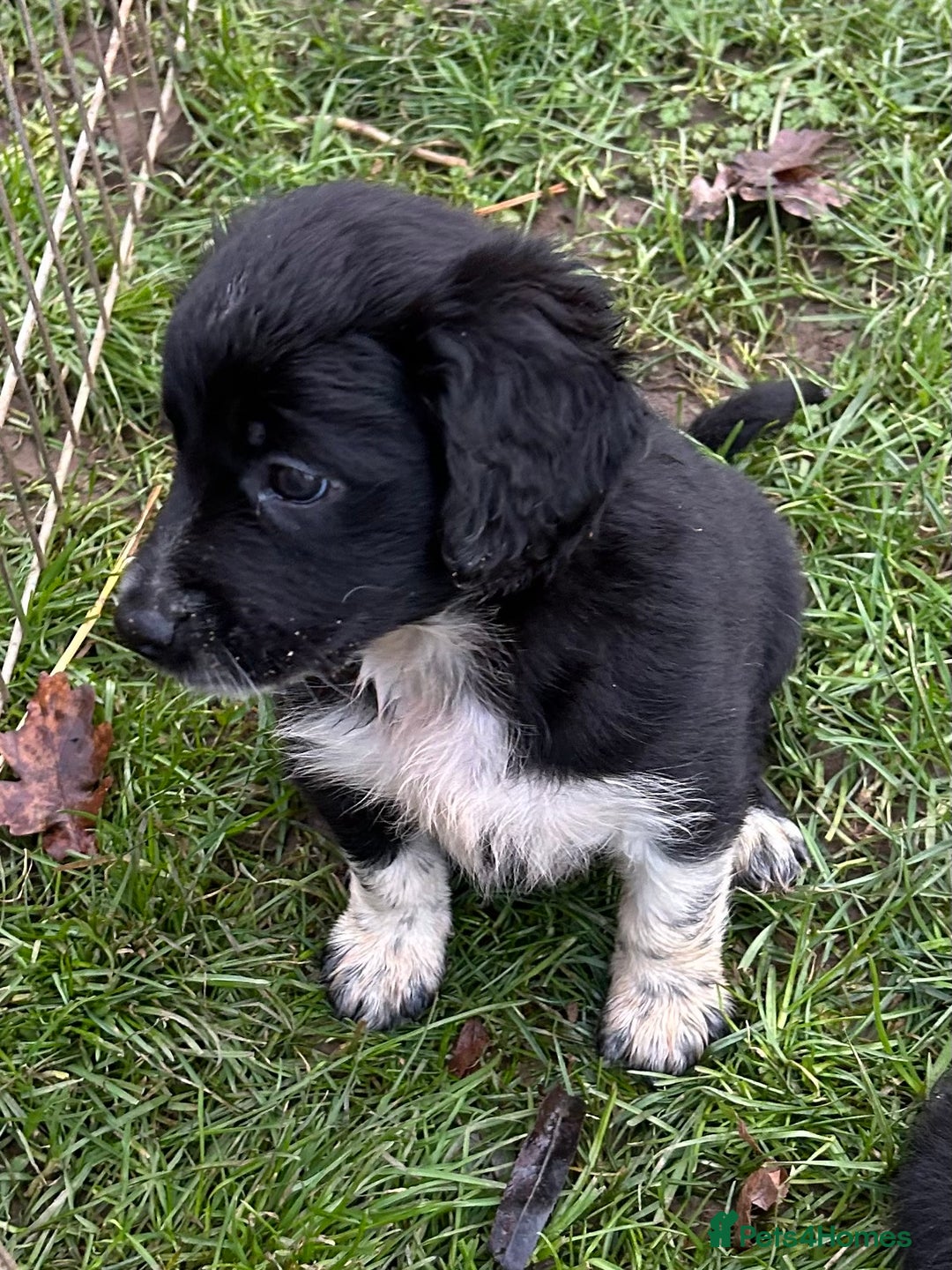 Mixed Breed dogs for sale: GORGEOUS COCKER SPANIEL/BORDER COLLIE PUPS - Advert 13