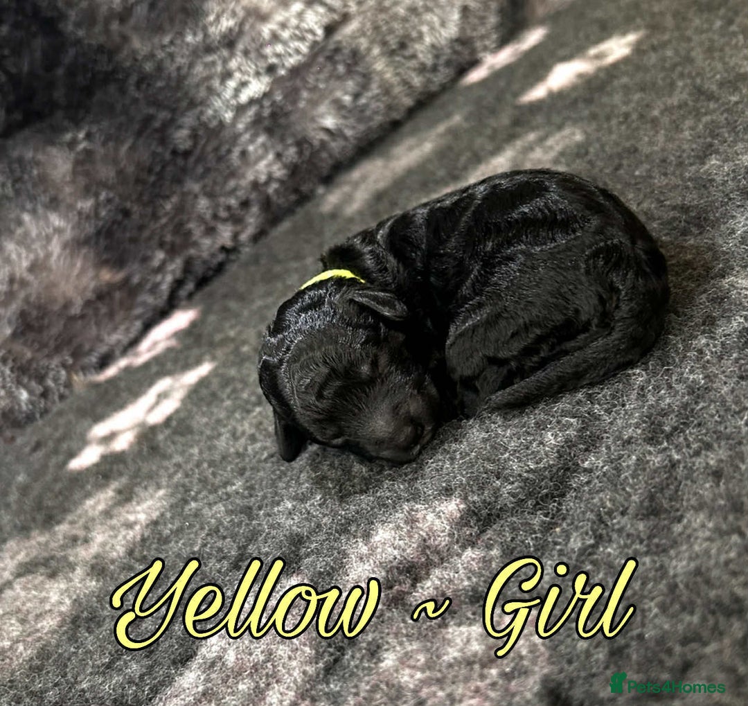 Mixed Breed dogs for sale: Cavapoochon puppies  - Image 6