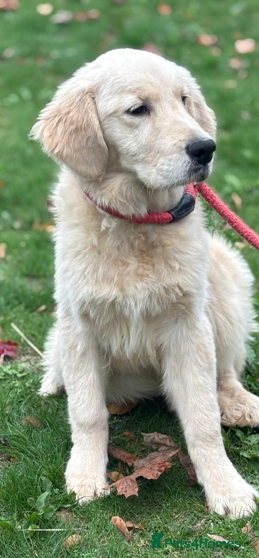 Golden Retriever dogs for sale: Beautiful golden retriever  - Image 4