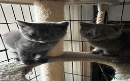British Shorthair cats for sale: Gorgeous Blue British Shorthairs  - Image 9
